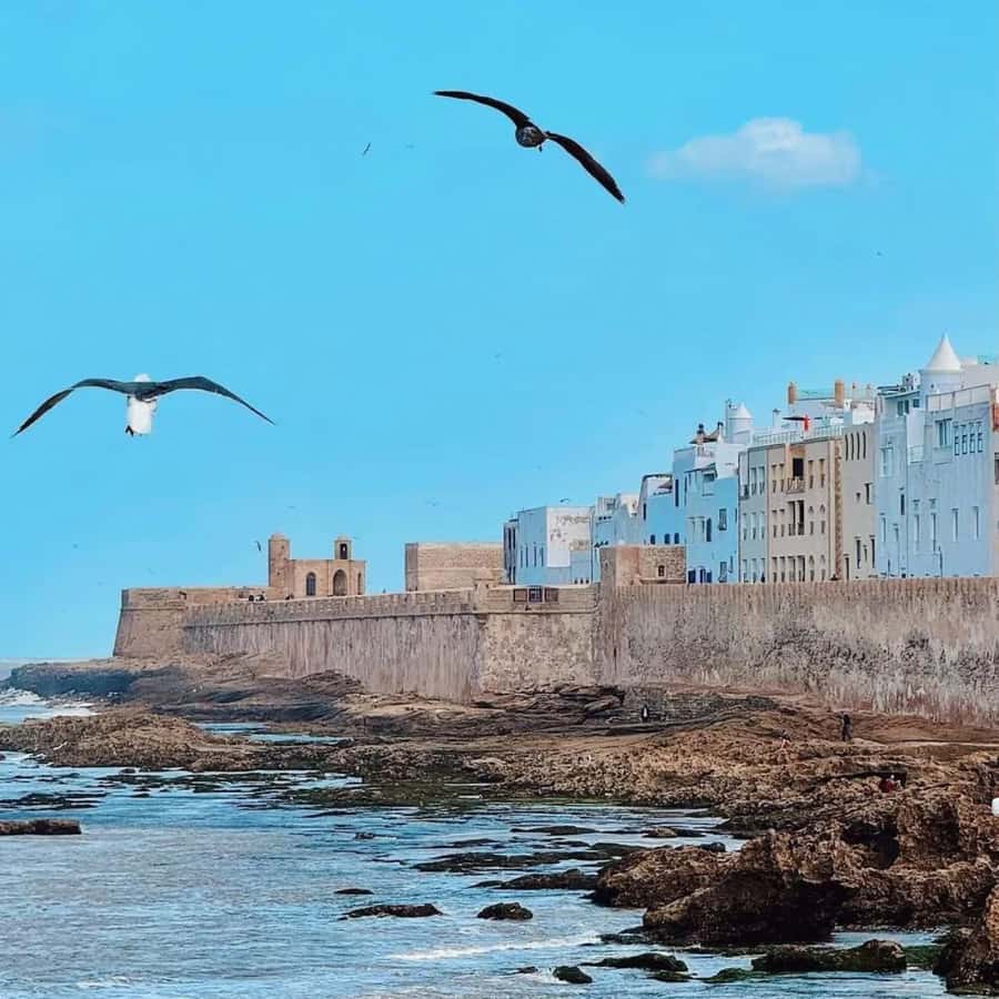 From Marrakech: Essaouira Full day trip, beach and History - The fishing port, working boats, and the “sea life” you can’t fake