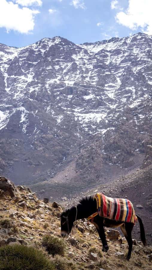From Marrakech: Full-Day in the Atlas Mountains with Lunch - Argan Oil Cooperative Visit: How It’s Made, Then Your Choice