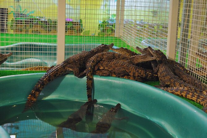 From Marrakech Full-Day Tour to Agadir - Crocoparc: 325 Nile crocodiles and a real nature break