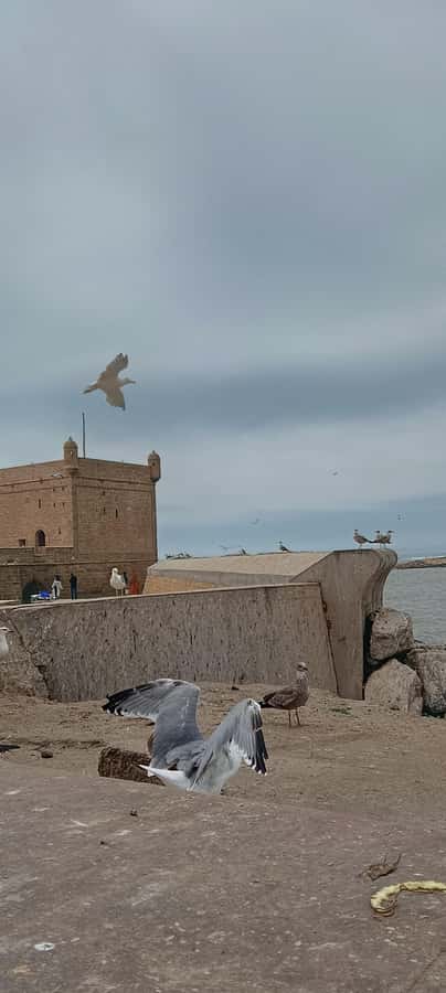 From Marrakech : Full Day Trip to Essaouira - Who Should Book This Essaouira Day Trip, and Who Might Prefer Something Else