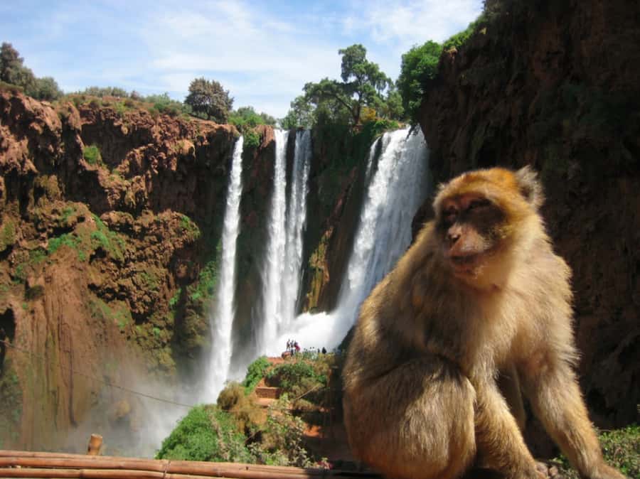 From Marrakech: Guided Ouzoud Waterfalls Tour with Boat Ride - Lunch at Ouzoud: views first, food that actually feels like Morocco
