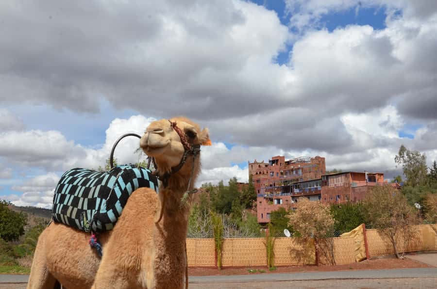 From Marrakech: Ourika Valley Day Trip with Lunch - Berber Home Lunch, Mint Tea, and the Women of Argan Oil