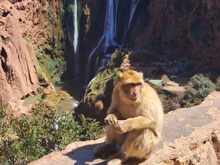 From Marrakech:Ouzoud Waterfalls Day Trip with Boat Tour - Key takeaways