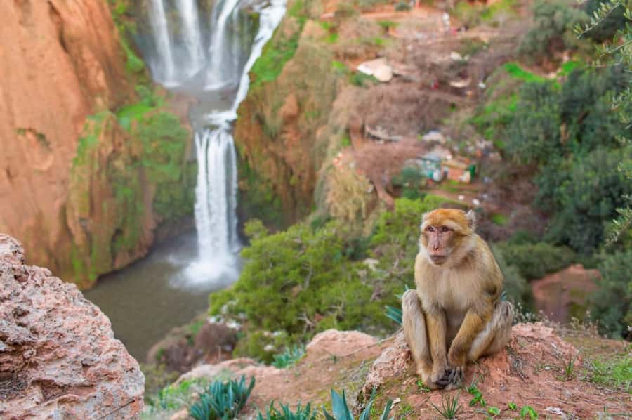 From Marrakech: Ouzoud Waterfalls Guided Hike and Boat Tour - Monkeys at Ouzoud: fun photos, real rules, and smart snack habits