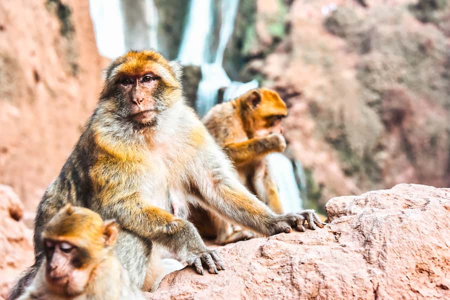 From Marrakech: Ouzoud Waterfalls Guided Tour & Boat Ride - Barbary macaques up close, how to enjoy them without drama