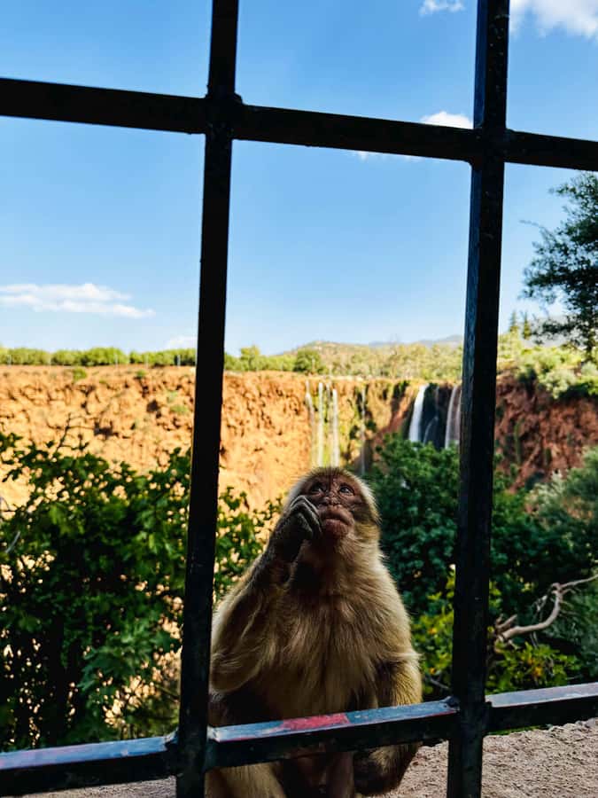 From Marrakech: Ouzoud Waterfalls Guided Trip with Boat Ride - Boat Ride Close to the Water: What You Gain, What You Should Know