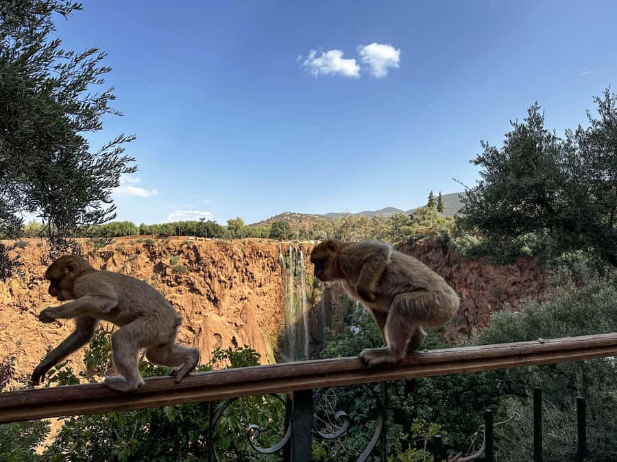 From Marrakech: Ouzoud Waterfalls Guided Trip with Boat Ride - The Walk Back Up: Stairs Happen, So Dress Like It’s a Workout