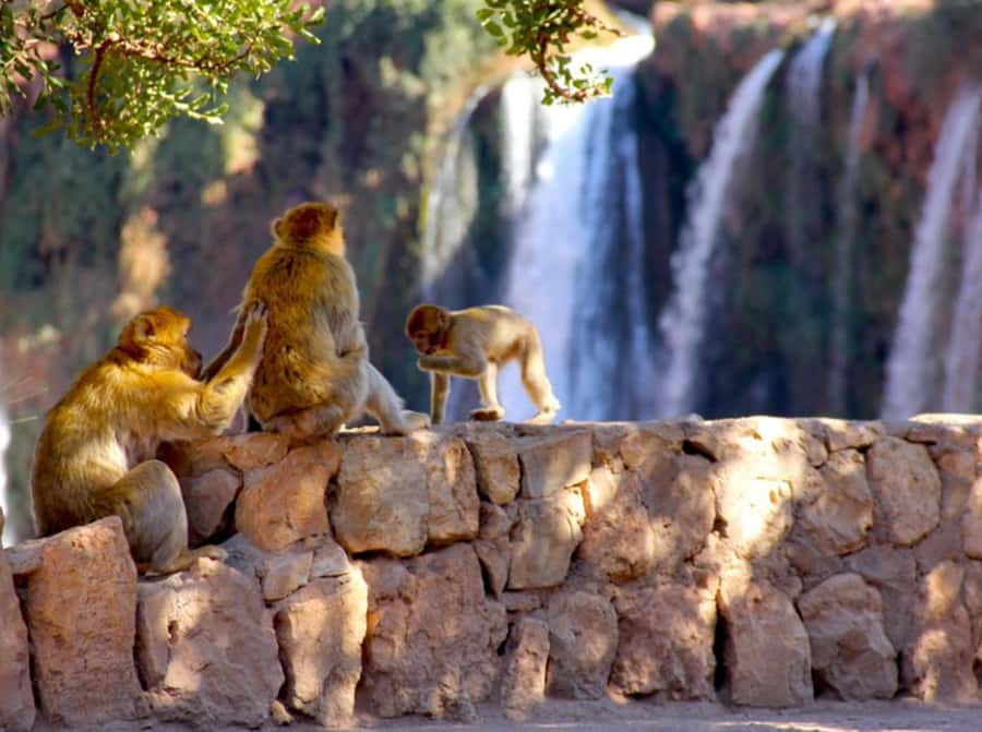 From Marrakech: Private Ouzoud Falls & Boat Ride Day Trip - Private Pickup and Your Chauffeur: The Hidden Value