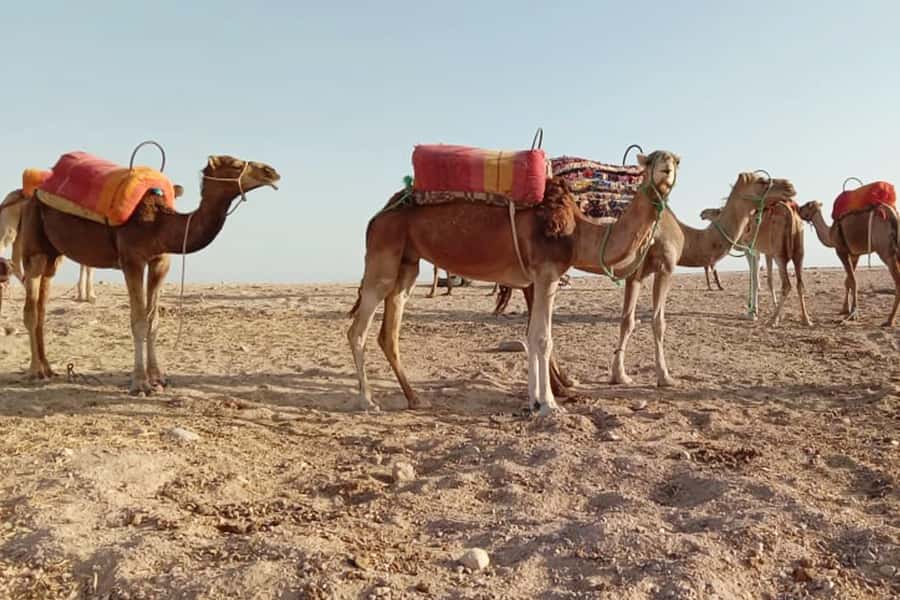 From Marrakech: Sunset Camel Ride in the Agafay Desert - The camel ride experience: a 1-hour trek with photo stops