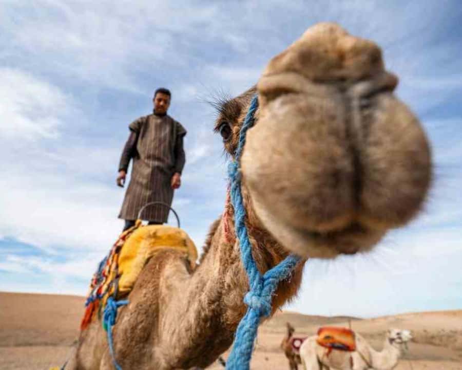 From Marrakech: Sunset Camel Ride in the Agafay Desert - Who this tour suits, and who might want to rethink it