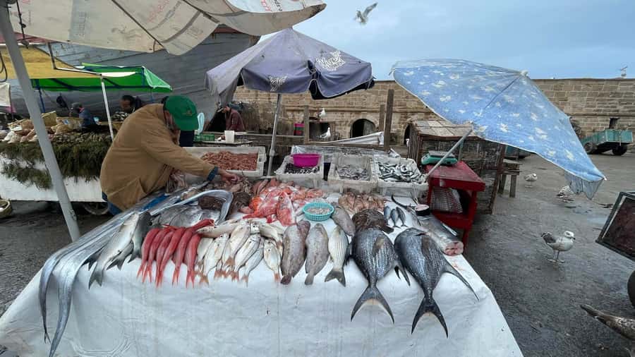 From Marrakech to Essaouira coast day tour - Essaouira arrival: harbor blue boats and Portuguese fortifications