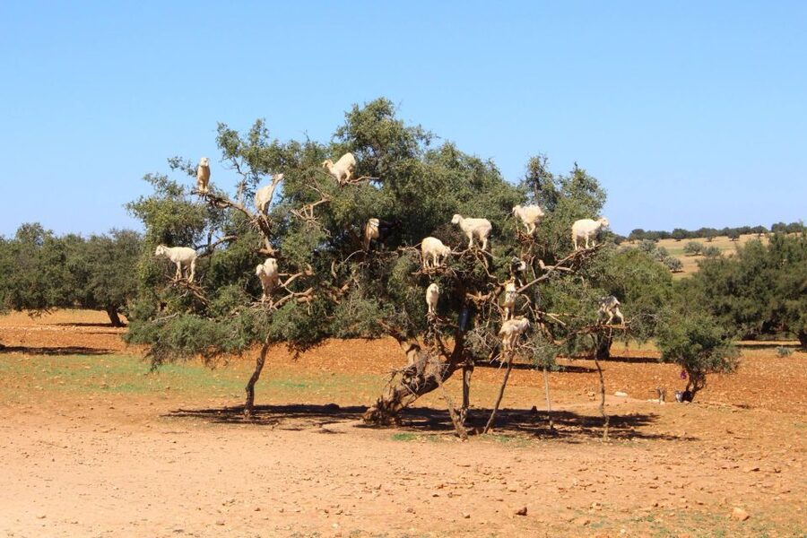 From Marrakech to Essaouira coast day tour - Medina wandering plan: Mellah, art shops, galleries, and Thuya wood