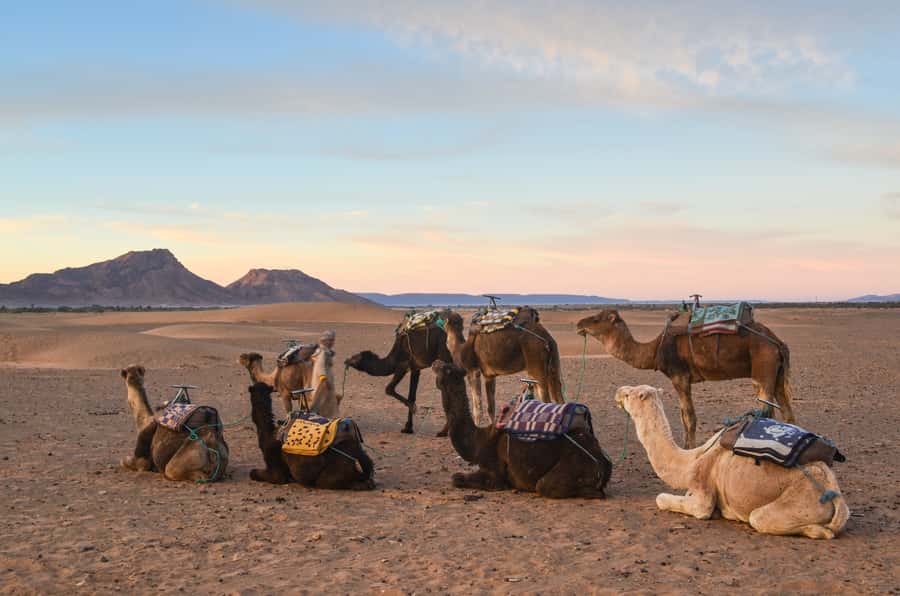 From Marrakesh: 2-Day Desert Zagoura Tour - Day 2: sunrise camel ride, Berber breakfast, and the drive back to Marrakesh
