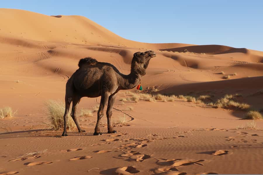 From Marrakesh: 3-Days Erg Chegaga Désert Tours - Group Size, Vehicle Changes, and Why the Guide Matters in the Sand