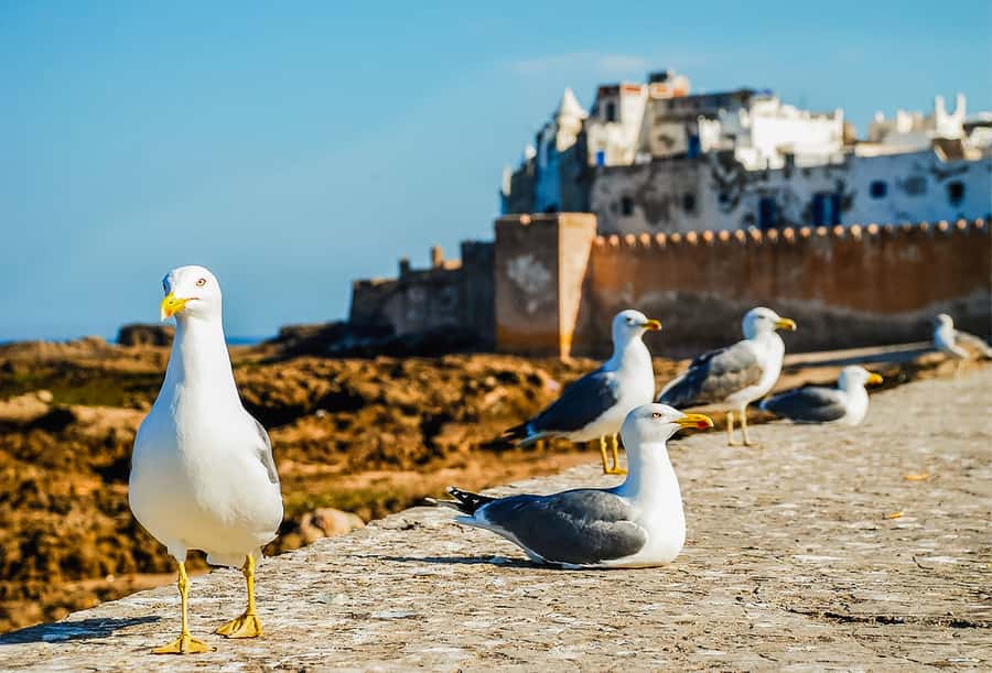 From Marrakesh: Essaouira Full-Day Trip - The old medina and artisan streets: craftsmen, weavers, and thuja wood