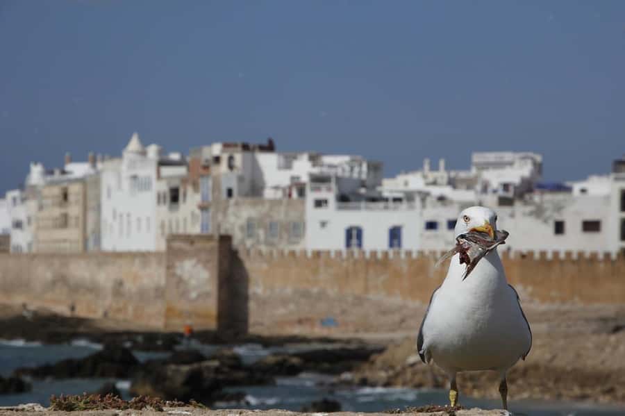 From Marrakesh: Small Group To Essaouira With Opt Activities - Old bronze cannons facing the Atlantic: the photo stop that gives context