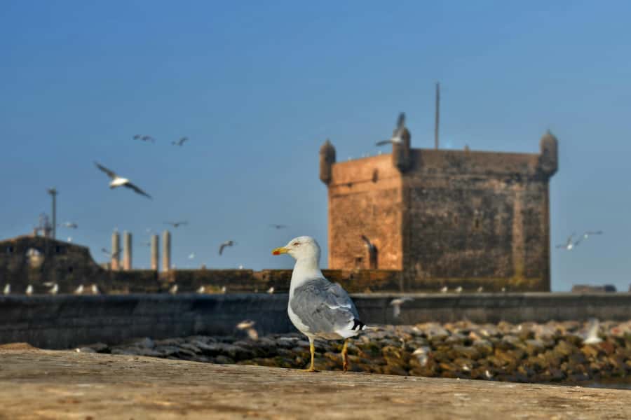 From Marrakesh: Small Group To Essaouira With Opt Activities - Optional add-ons: camel, horse, or quad, if you want extra action