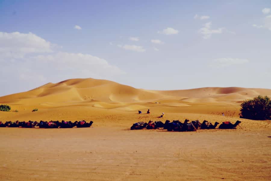 From Merzouga: Desert Overnight in Heated Tent & Camel Ride - Camel Ride, Golden Dunes, and the Sandboarding Moment