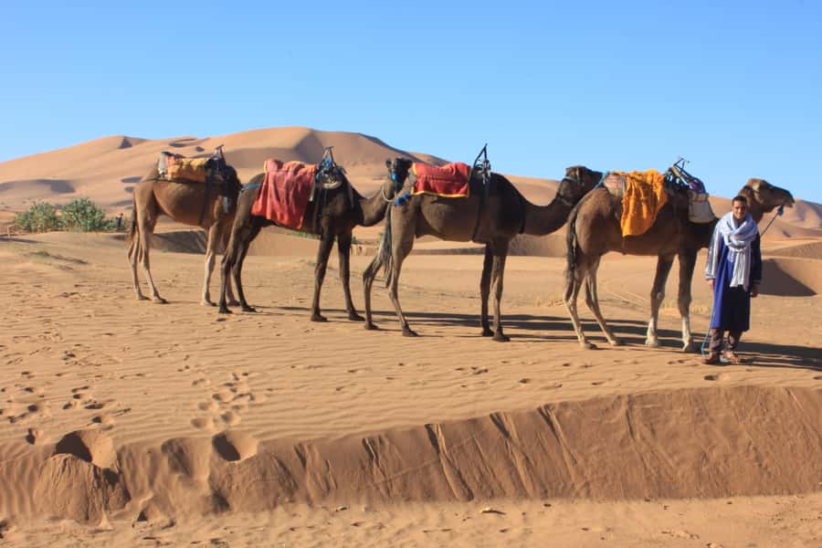 From Merzouga: Sunset Camel Ride & Sandboarding - The Camel Guide and Photo Help: Where the Memories Are Made