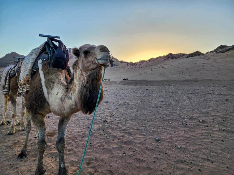 From Ouarzazate: 2-Day Excursion to Zagora Desert - Camel Ride Reality Check: Comfort, Safety, and Ethical Choices