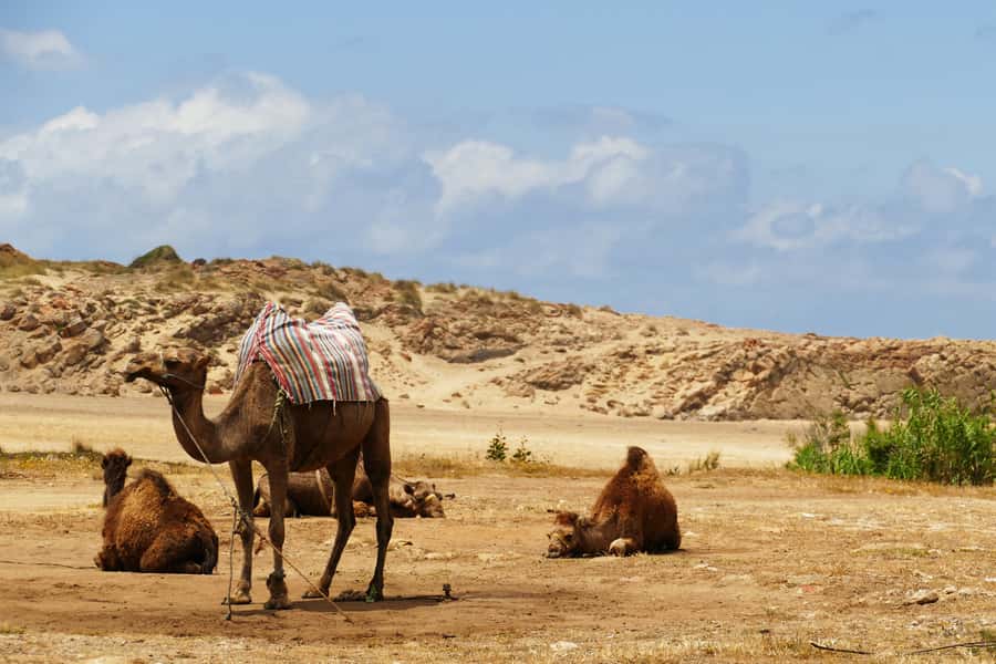 From Seville: Full-Day Tour to Tangier - Optional Camel Ride: A Fun Add-On If You Want It