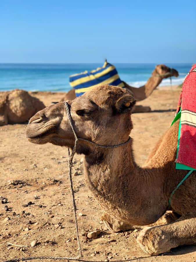 From Tangier: Asilah Tour with Tea Tasting & Camel Ride - Cap Spartel: the lighthouse stop that makes the day feel bigger