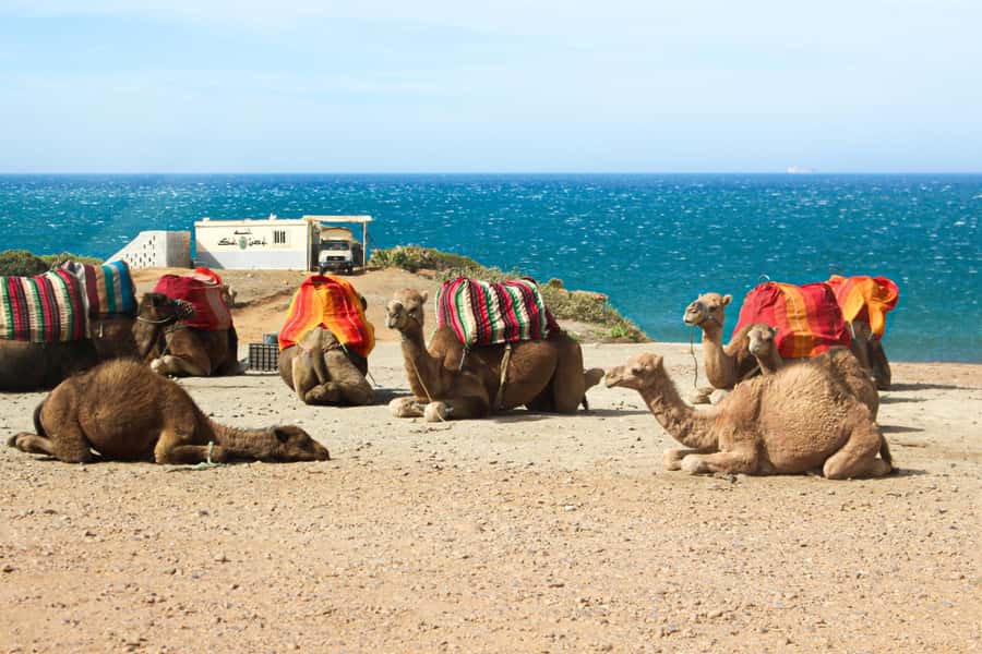 From Tangier: Full-Day Tangier, Asilah, & Cape Spartel Tour - One Hour of Free Time in Asilah: Where You Decide the Vibe