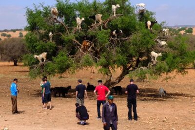 Full-Day Essaouira Excursion from Agadir