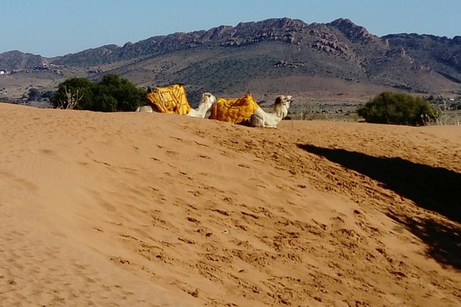 Full-Day Safari Small Desert With Lunch - Mini Sahara Rally and Dune Time: What You Should Really Expect