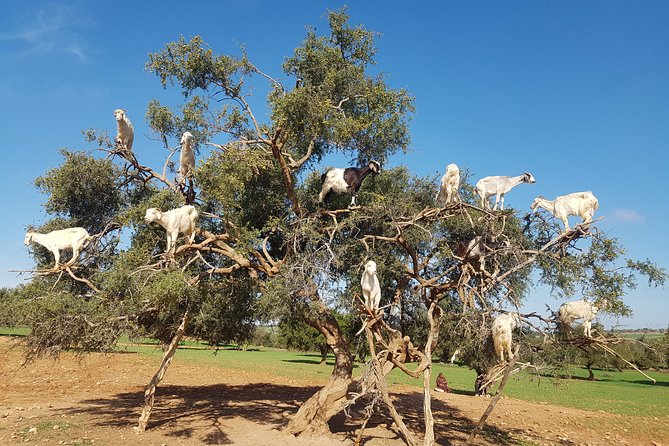 Full-Day Tour to Essaouira - The Ancient Mogador City from Marrakech - Marrakech to Essaouira, the road trip part matters