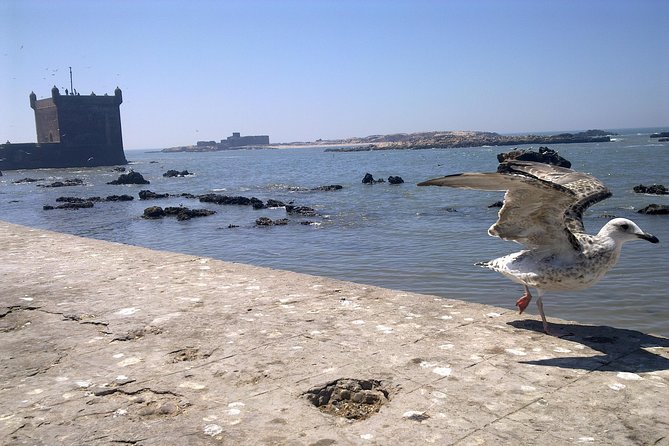 Full-Day Tour to Essaouira - The Ancient Mogador City from Marrakech - Free time after the walk, use it to chase the sea