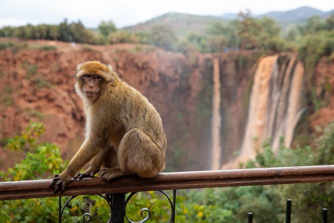 Full Day Trip To Ouzoud Waterfalls From Marrakech & Boat Tour - Monkeys around the river, fun shots with a few rules