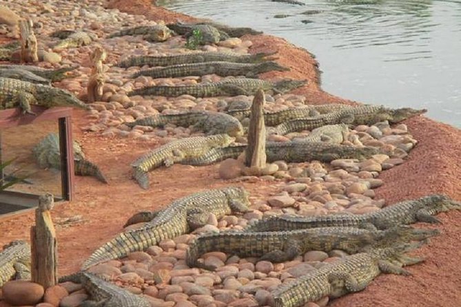 Goat on trees & Crocodile Park Including Tickets and Hotel Pickup - Entering Crocoparc: 300+ Nile Crocodiles in a Forest-Like Setting
