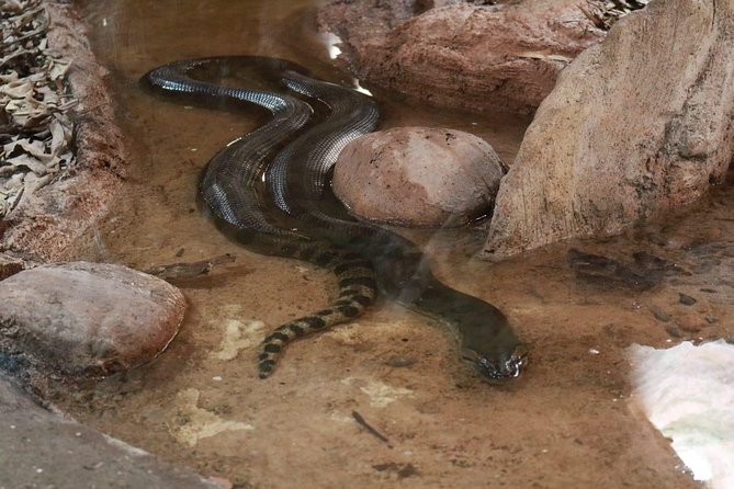 Goat on trees & Crocodile Park Including Tickets and Hotel Pickup - Price and Value: Is $52.29 Good for What You Get?