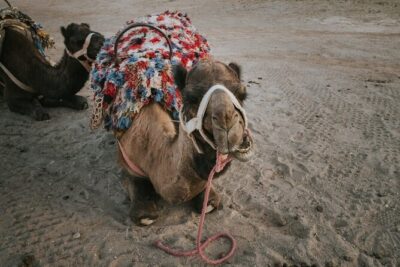 Half day in Agafay desert with Camel ride, Quad biking and dinner nomad tent