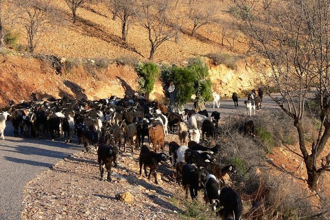 High Atlas Tour & Paradise Valley - The drive toward Imouzzer: this is where the High Atlas shows its personality