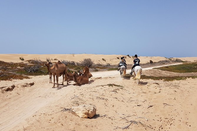 Horse Ride on the Beach in Essaouira - Then Comes the Dunes: The Steep Climb Part
