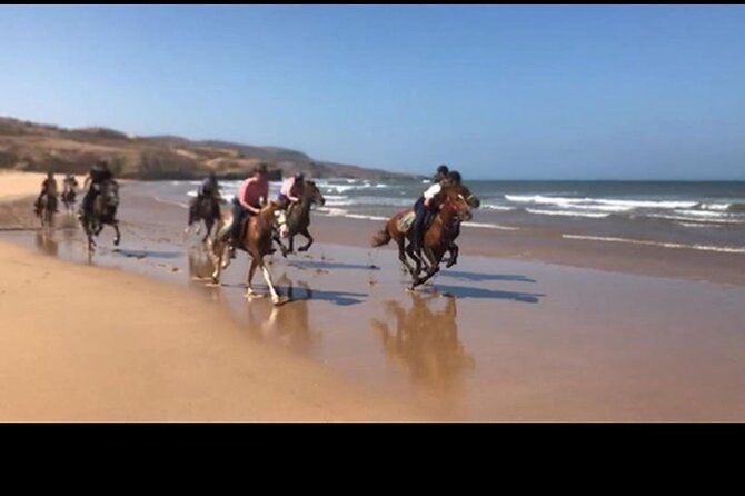 Horse Riding Agadir - Wildlife spotting on the Souss Massa: flamingos, rare birds, and maybe more