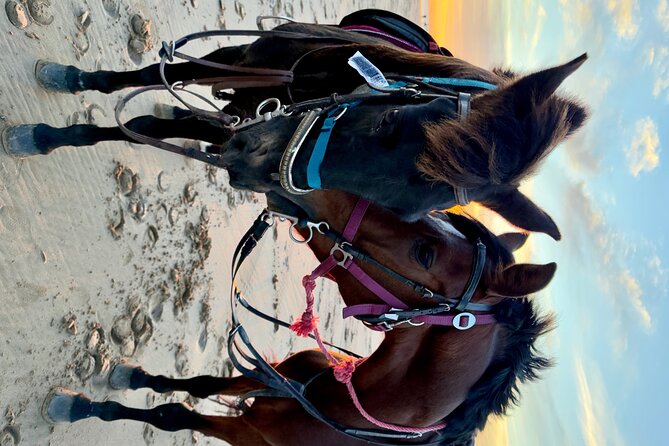 Horseback Riding On The Beach Of Essaouira - Dunes and beach riding: what you should expect to feel