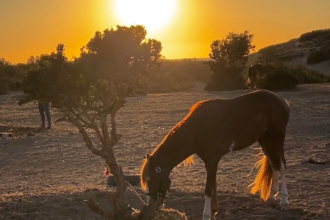 Horseback Riding On The Beach Of Essaouira - Photos and video: how you get real souvenirs