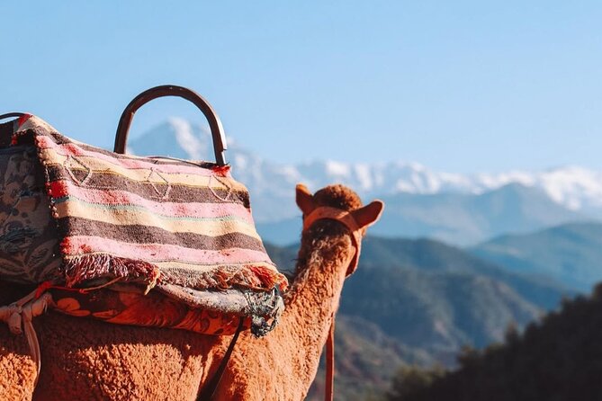 Lunch in the High Atlas: Ourika Valley Waterfalls & 3 Valleys - Campfire dinner under the stars: 3 courses, music, and the vibe check
