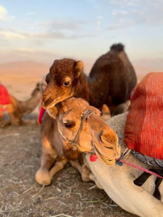 Lunch & Swimming Camel Ride and Quad Biking in Agafay - Camel ride plus swimming: the reset you did not know you needed