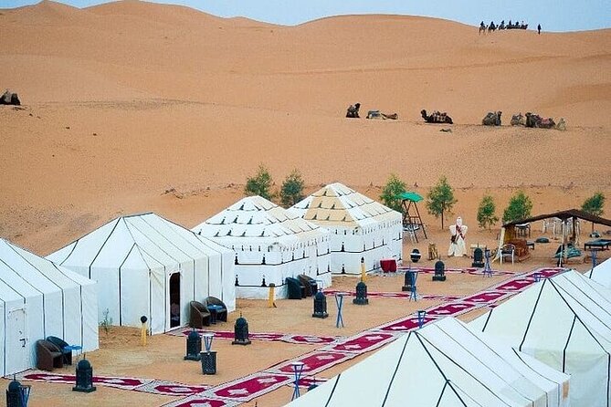 Luxury Sahara Desert From Fez back to fez or marrakech overnight - Cedar forest wildlife breaks on the way out of Fez