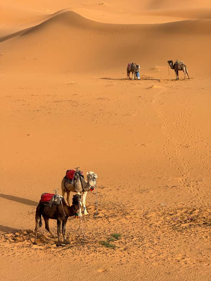 Majestic Desert: 3-Day Luxury Journey from Marrakech to Fes - Erfoud Fossils, Ziz Valley Palms, Azrou Cedar Forests, and Ifrane Break Time