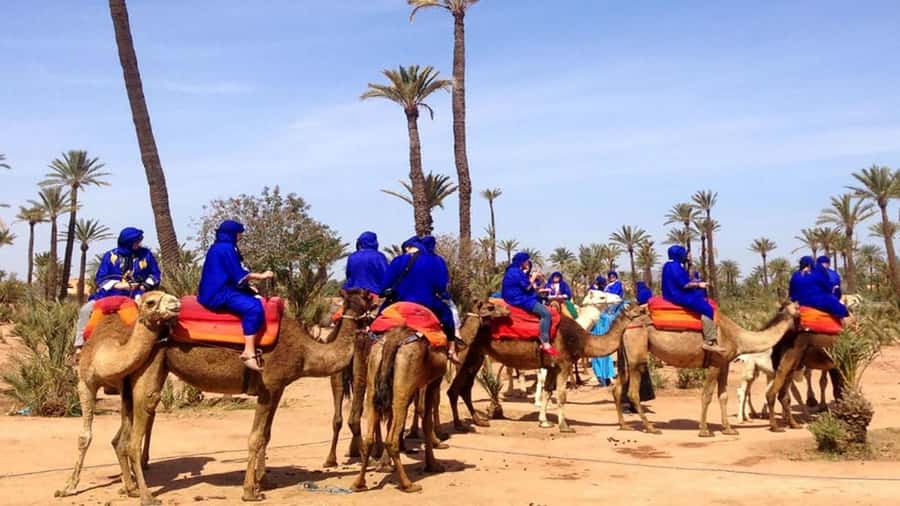 Marrakech : 1-Hour Camel Ride Through the Palm Grove - Should you book? My take