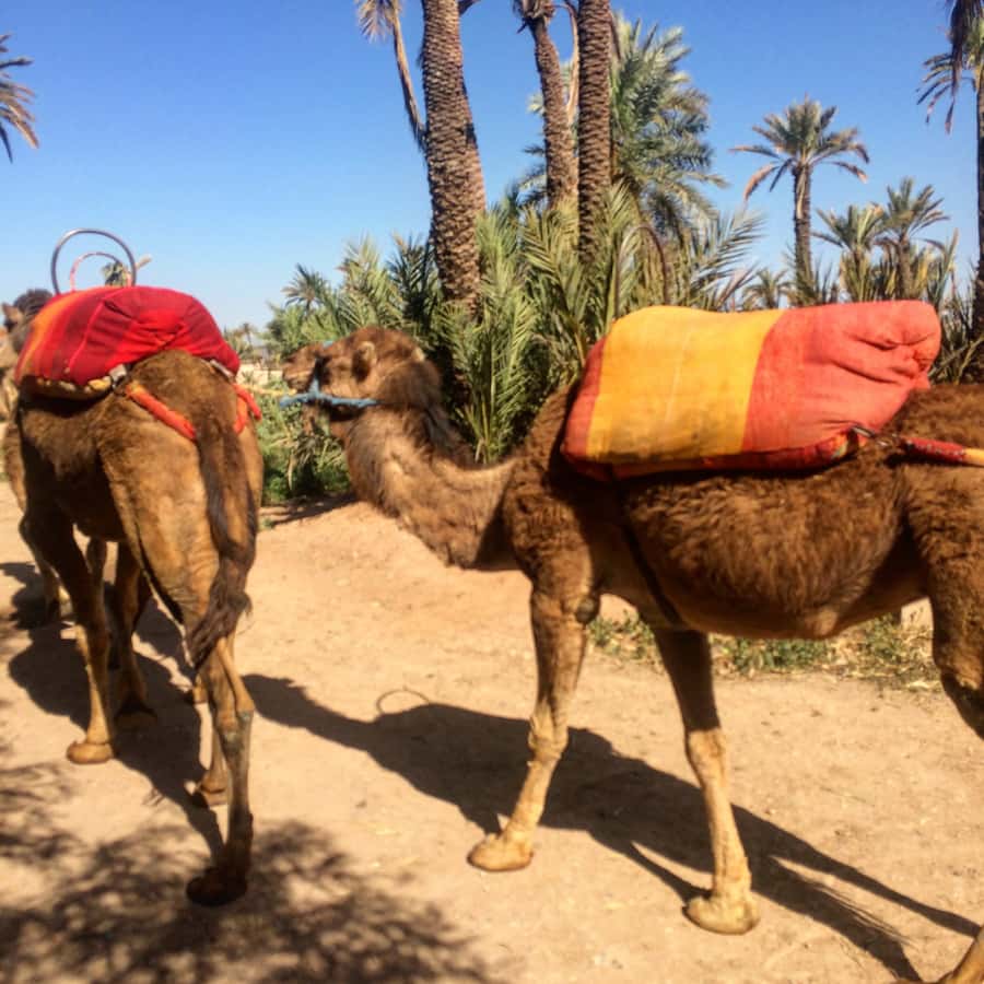 Marrakech : 1-Hour Camel Ride Through the Palm Grove - The break, mint tea, and getting close to the falls by wooden boat