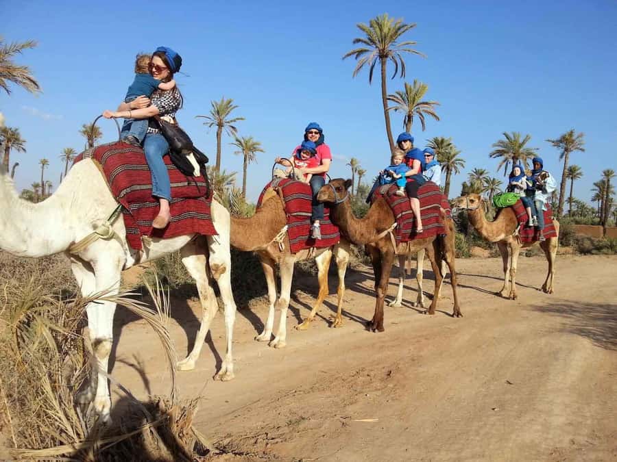Marrakech : 1-Hour Camel Ride Through the Palm Grove - The biggest practical risks: pick up, cleanliness, and traffic