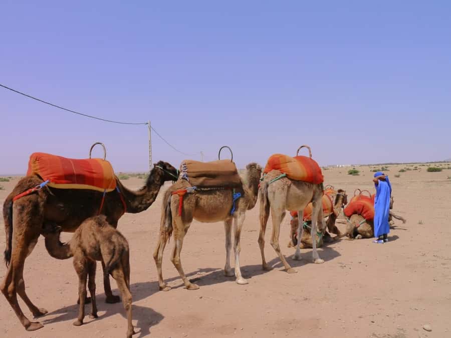 Marrakech : 1-Hour Camel Ride Through the Palm Grove - Who should book this camel and countryside ride