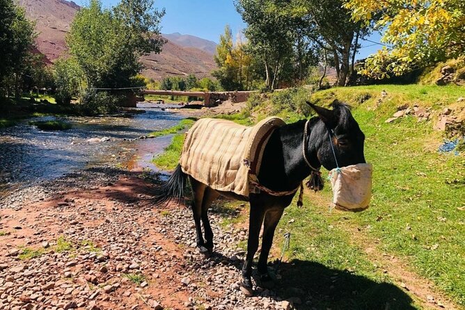 Marrakech: 2-Day Atlas Mountains Trek with Village Stay - From Marrakech to the High Atlas: the drive sets the mood fast