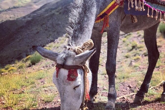Marrakech: 2-Day Atlas Mountains Trek with Village Stay - Day 2: Id Issa, Tizi Oujdid pass, Matat, then a walnut grove lunch by the river